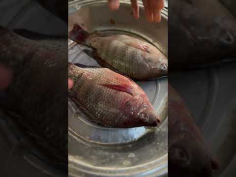 بياع سمك يفعل شيء ذكي