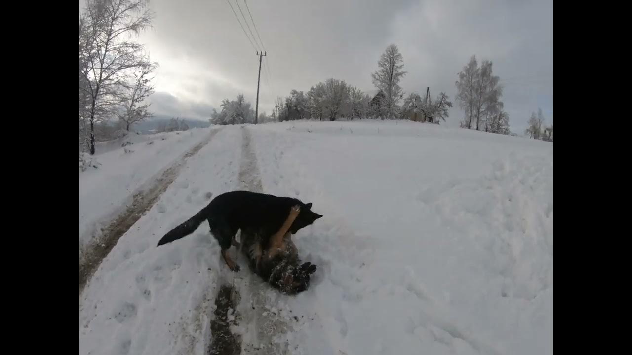 German Shepherd attack 😱 Owczarek Niemiecki Atakuje 😱😱😱 - YouTube