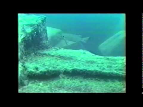 アフリカ タンガニーカ湖潜水記 大地溝帯に潜る 1993年3月 Youtube