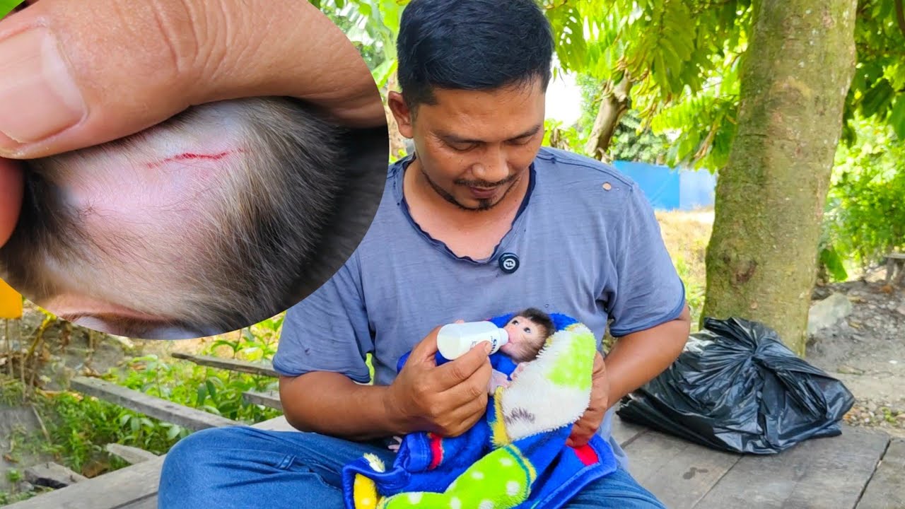 Oh no😱, it turns out this newborn baby monkey has a laceration on the back of its head.