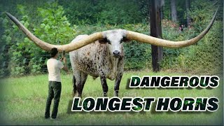 10 Animals With The Biggest Horns In The World/دنیا میں سب سے بڑے سینگ والے 10 جانور