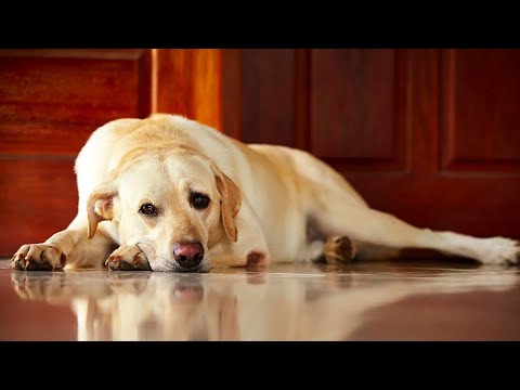 Video: Bi pes ugriznil svojega lastnika?