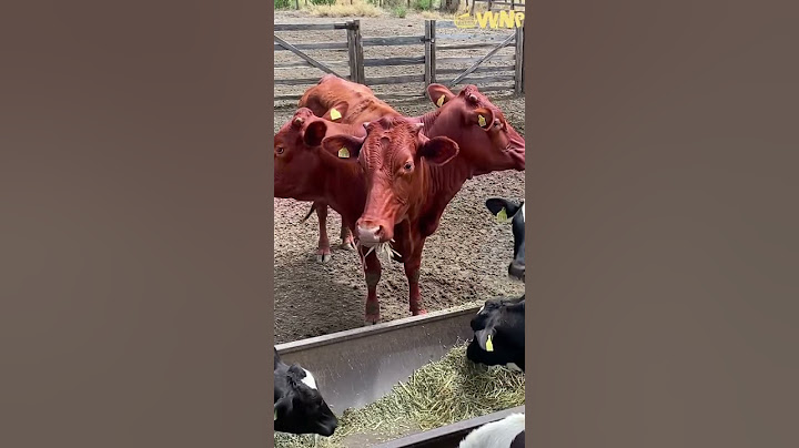 First Three-Headed Pink Cow