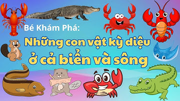 Bé khám phá và học: Những con vật kỳ diệu ở cả biển và sông | Con gì đây: Cua đỏ, cá sấu, tôm hùm,..