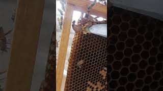 جمع غذاء ملكات النحل وخلطه بالعسل