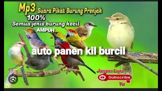SUARA PIKAT BURCIL PALING AMPUH AUTO PANEN || ANTI ZONK MP3