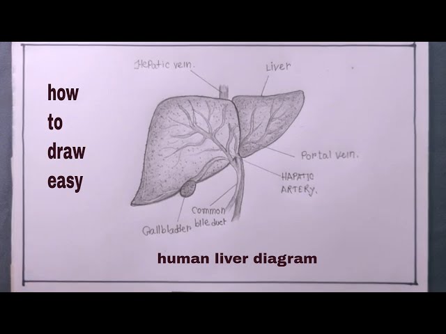 How to Draw Human Liver Diagram/Human Liver Easy Drawing - YouTube