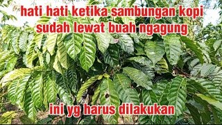 Download Lagu cara me nyeting sambungan kopi yang sudah lewat ngagung MP3 Download Lagu cara me nyeting sambungan kopi yang sudah lewat ngagung MP3