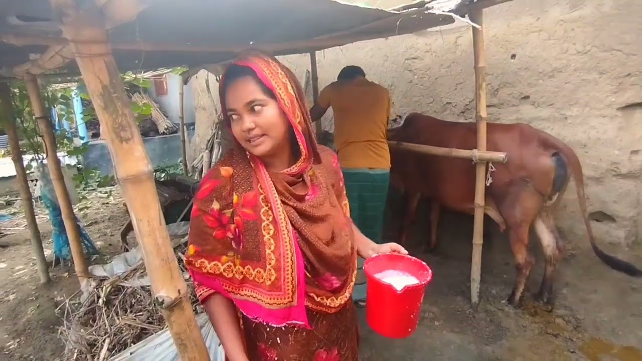 লাল রঙের গরুর দুধ সংগ্রহ করা খুব কষ্টে লাগে। 