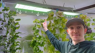 Overhead Grow Lights vs Light Attachments For Tower Garden by Rochester Microgreens 193 views 4 weeks ago 3 minutes, 15 seconds