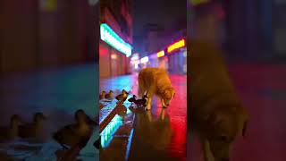 PetTrafficController™ | Golden Retriever Mastering Crosswalk Safety #dogs #pets #training