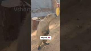 Capibara 🙏#short #viralvideo
