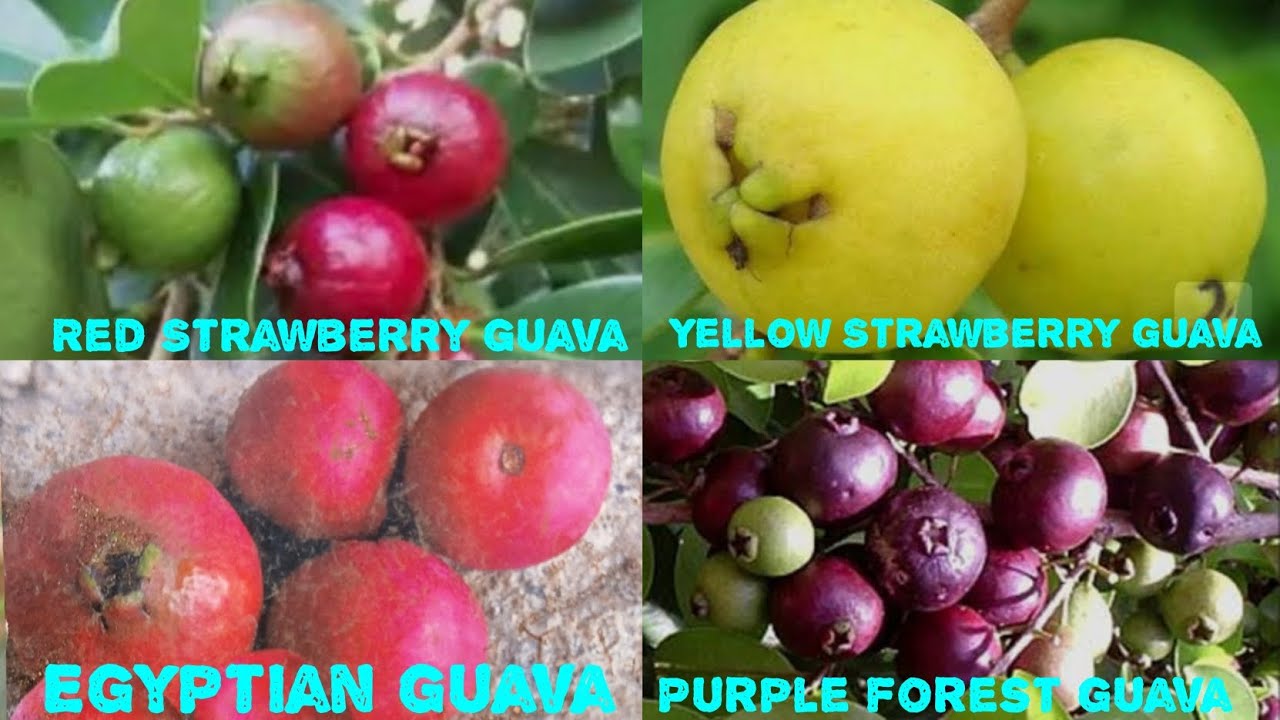 100 varieties fruit plants challenge part -13 /Strawberry taste guava verieties