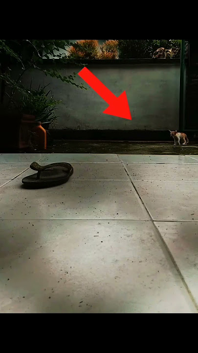 Kucing Hilang Kembali Lagi Terekam Kamera #shorts #kucing