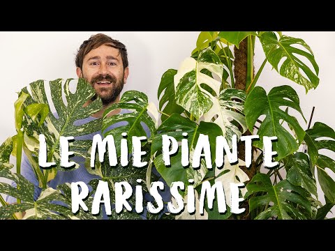 Video: Tipi di piante variegate - Scopri il giardinaggio con piante variegate