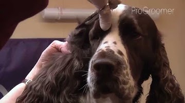 Grooming Guide - English Springer Spaniel - Show/Competition - Pro Groomer