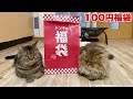 ドンキで売ってた100円の福袋を開封した結果!!