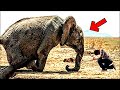 Un elefante llorando pide ayuda a un hombre Lo que sucede después es inimaginable