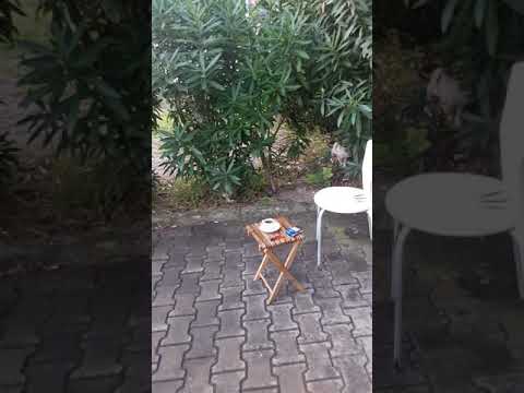 يارايح ع كفر حالا حالة وتس