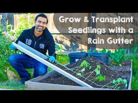 Видео: Veggie Rain Gutter Garden: как выращивать овощи в водостоке