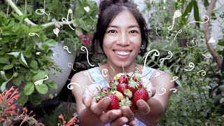 Growing Special Strawberries