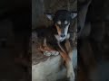 #labradorlovers🐶🐕#labrador#dogs#comedy#dogshorts#funny#funnycomedy#viralvideo#trendingshorts#funn🐕🐶#