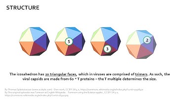 Calculating the Viral T number