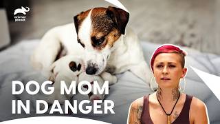 Villalobos Team Springs Into Dog Rescue Action | Pit Bulls & Parolees S5 E4 | Animal Planet