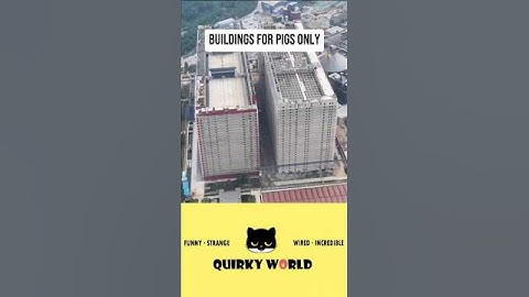 Building for pigs only #shorts #china #crazy #pig
