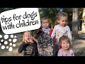 Tips for having good Australian cattle dog with children の動画、YouTube動画。