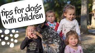 Tips for having good Australian cattle dog with children