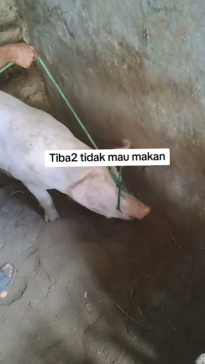 Babi tidak mau makan #indomor #babitidakmaumakan #cerdasbeternak #suksesbeternak