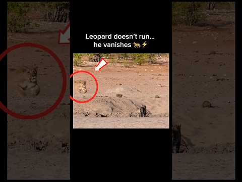 Leopard vs Lion: He Vanishes from Ambush