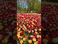 A beautiful view frm the valley of tulips 💐🌷😍❤️ #keukenhof #netherlandstourism #bollywoodmusic 🍻