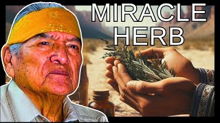 Our Navajo people Used this herb for Many different Ailments in The Traditional Teachings