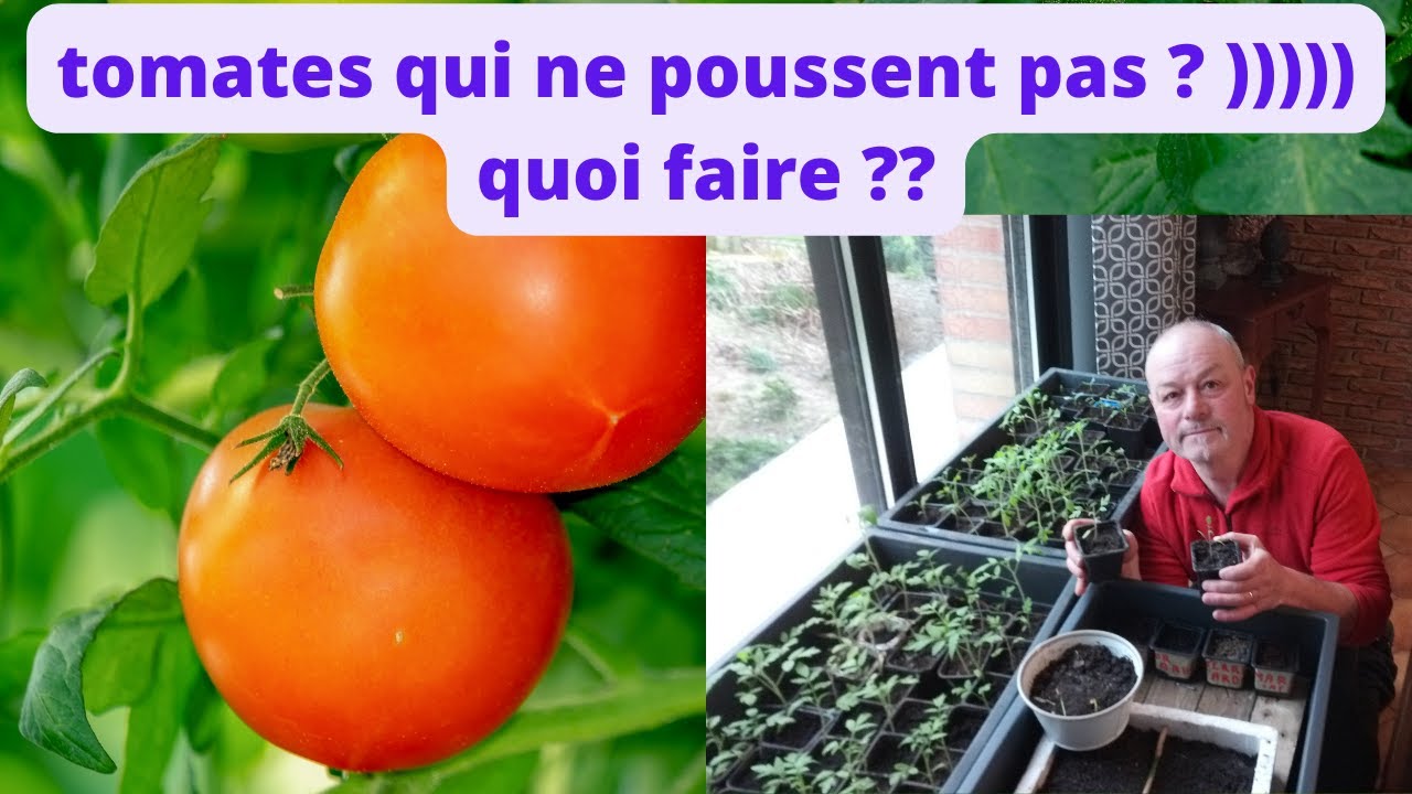 mes pieds de tomates ne poussent pas ,,,,,, comment faire ? YouTube — free download