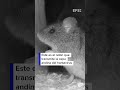 Este es el ratón que transmite la cepa andina del hantavirus