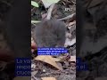 Este es el ratón que transmite la cepa andina del hantavirus
