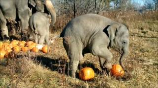 African Lion Safari's Asian Elephants with pumpkins!