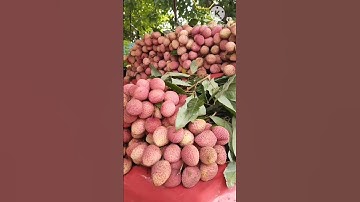 Litchi fruit😍😘👌🏻#summerspecial #healthy #fruit #tasty #ytshorts