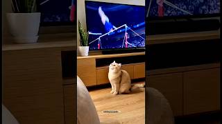 keya kartab hay cat🤣 #trending #funny