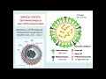 Дубынин В. А. - Физиология иммунитета - Грипп и коронавирус