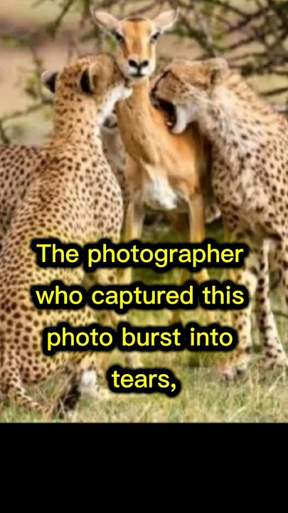 The Most Heart Breaking PHOTO on the internet  #sacrifice #animals #love