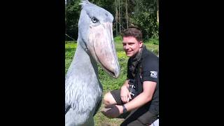 BIGGEST Shoebill Dinosaur Gulping A Lung Fish🦖