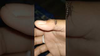 di gigit nyamuk