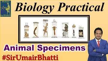 Study of Animal Phyla Specimen Identification | F.Sc Biology Practical | #SirUmairBhatti
