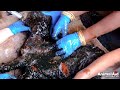 Baby goat turned to stone in hardened tar—watch what it took to save her.
