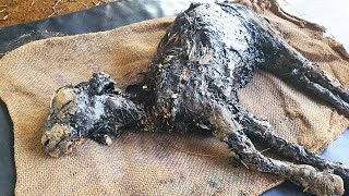 Baby goat turned to stone in hardened tar—watch what it took to save her.