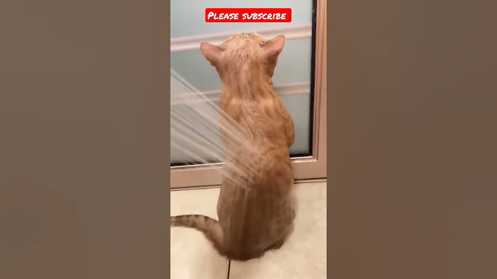 Watch the video about Cat 🐈 bathing in shower #viralvideo