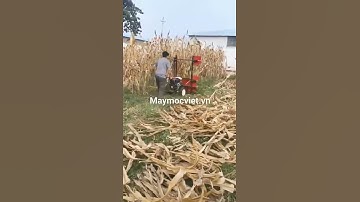 Máy cắt cỏ voi, thu hoạch ngô xếp dãy chạy dầu 12hp| Máy cắt cỏ voi giá rẻ